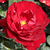 Crvena  - Floribunda ruže - Lilli Marleen®